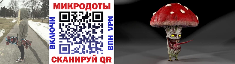 закладка  Камышлов  Псилоцибиновые грибы Psilocybe 